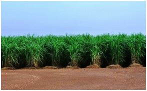 Sugar Cane Field